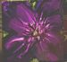 Link to "Clematis"