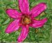Link to "Pink Lily"