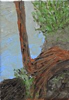 Link to "Dali Cedar Tree "