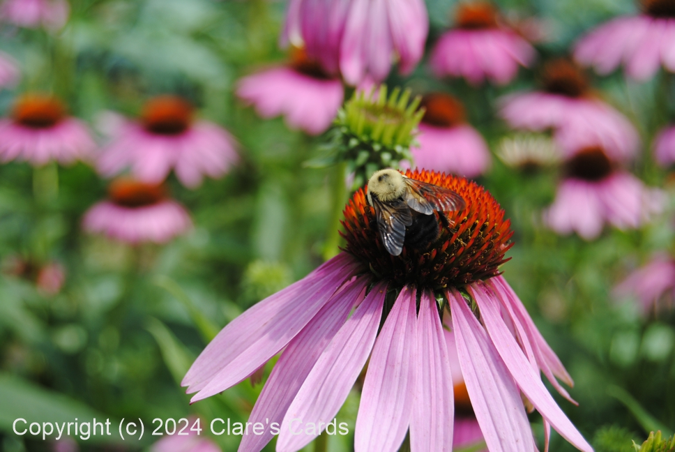 Bee on Purple Coneflower