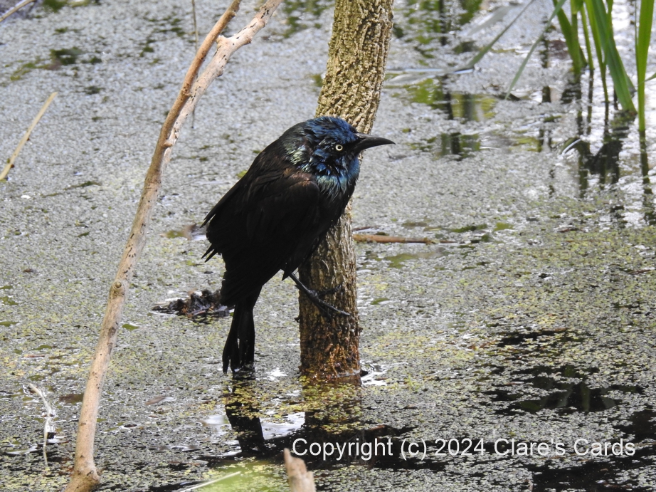 Common Grackle, Pelee Island