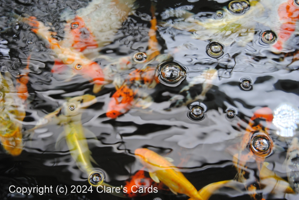 Goldfish