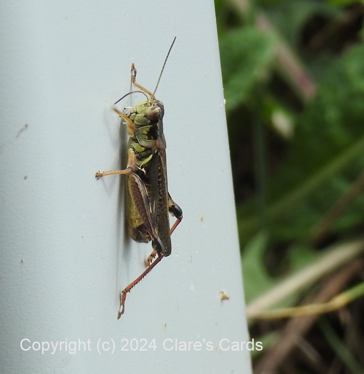 Grasshopper