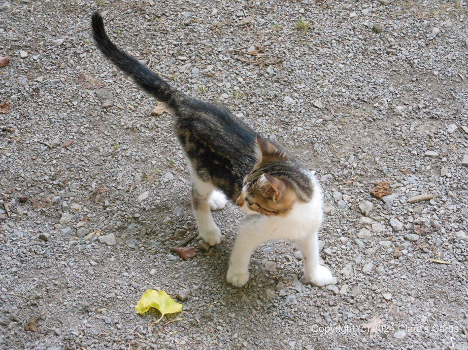 Kitten and Leaf
