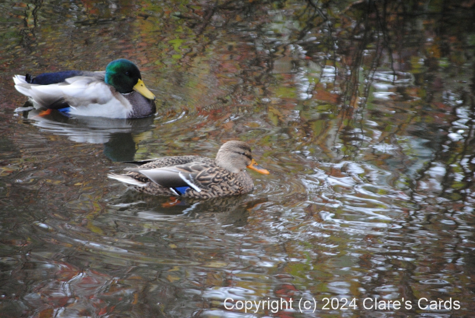 Mr. & Mrs. Mallard