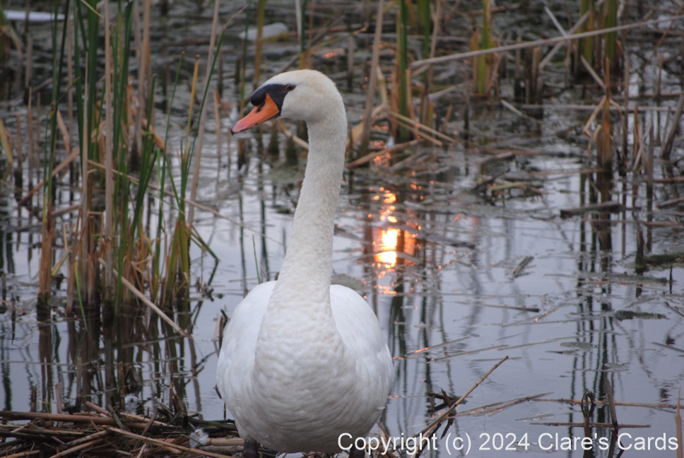 Swan, Hamilton Harbour