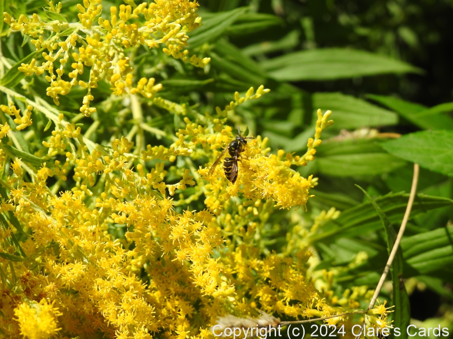 Wasp on Goldenrod