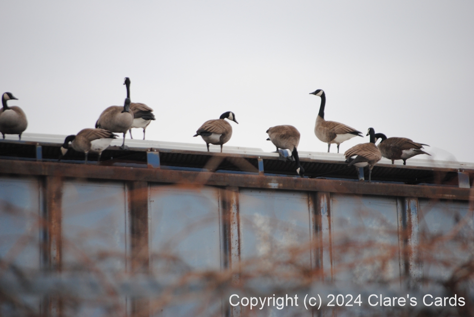 Geese on Roof