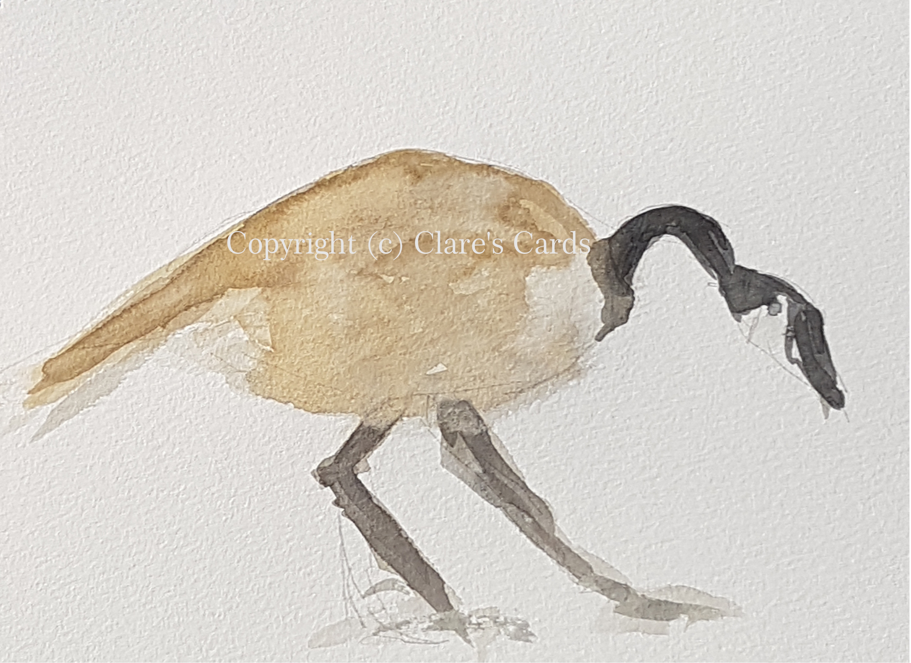 Canada Goose