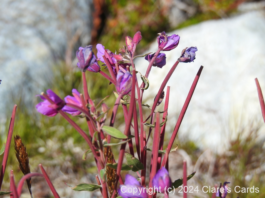Alpine Fireweed