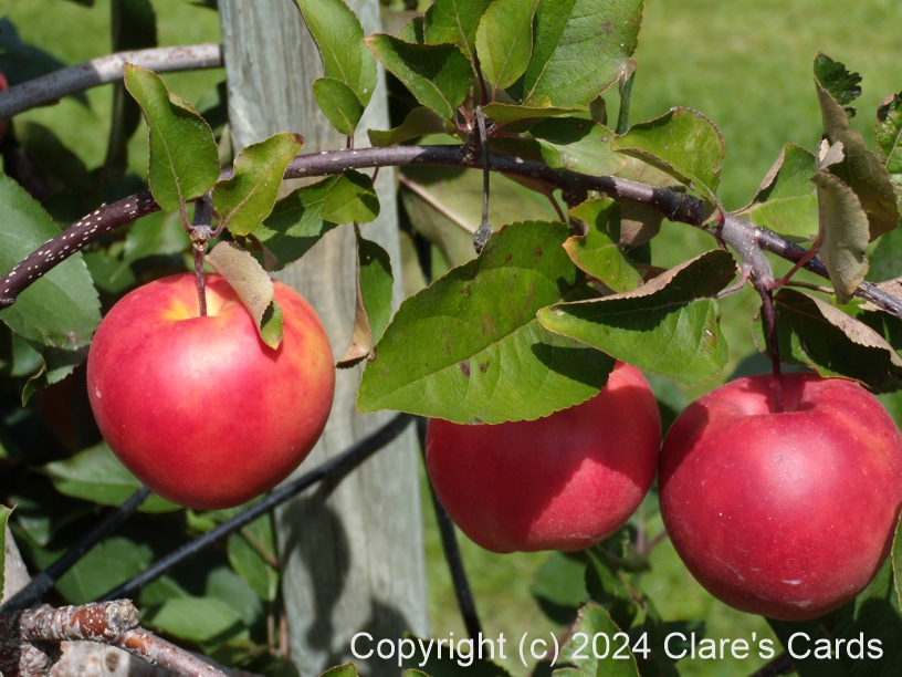 Apple Orchard