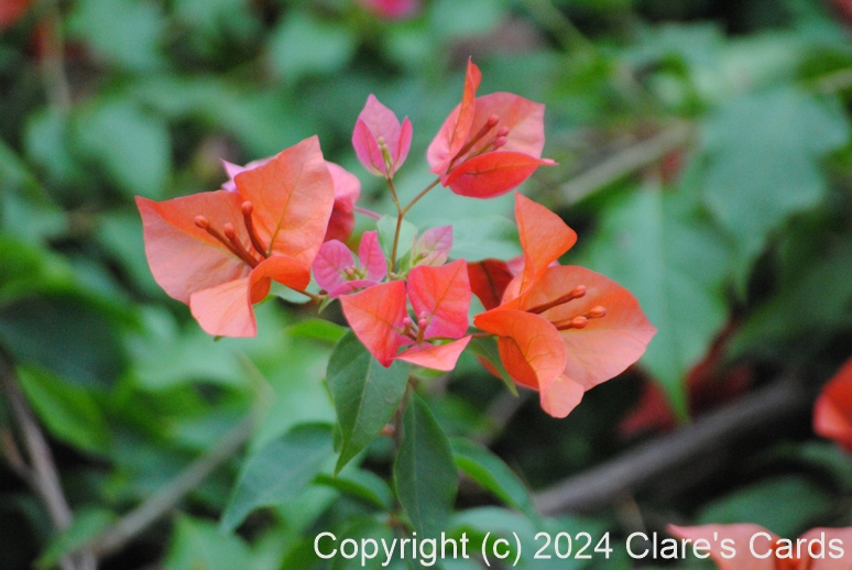 Bougainvillea
