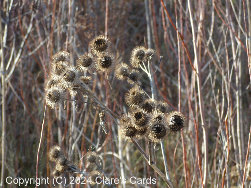 Burdock
