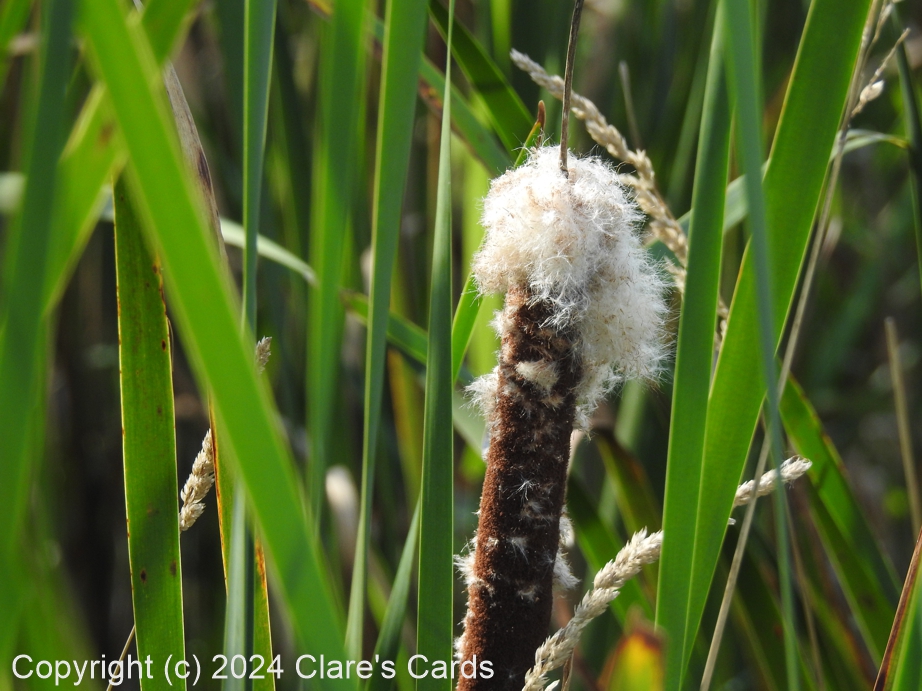 Cattail