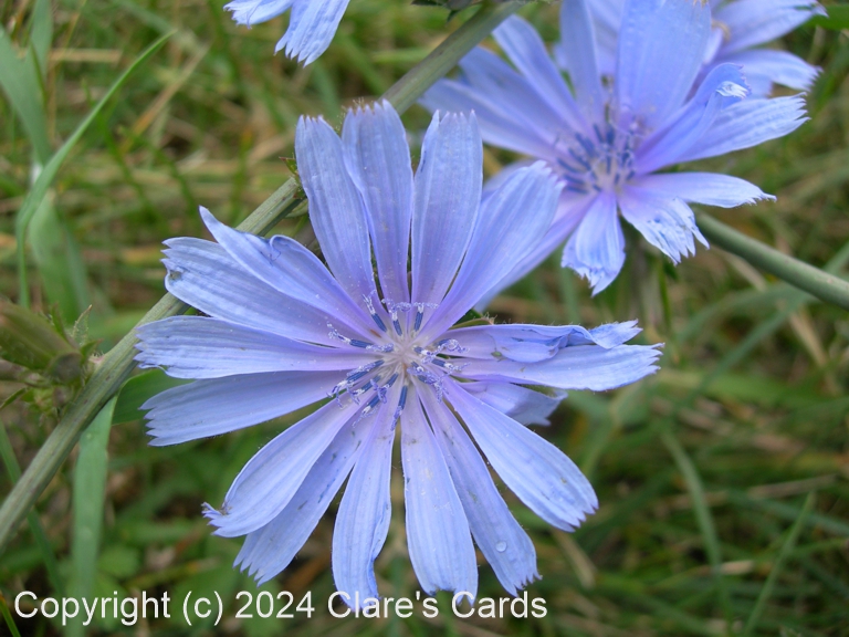 Chicory