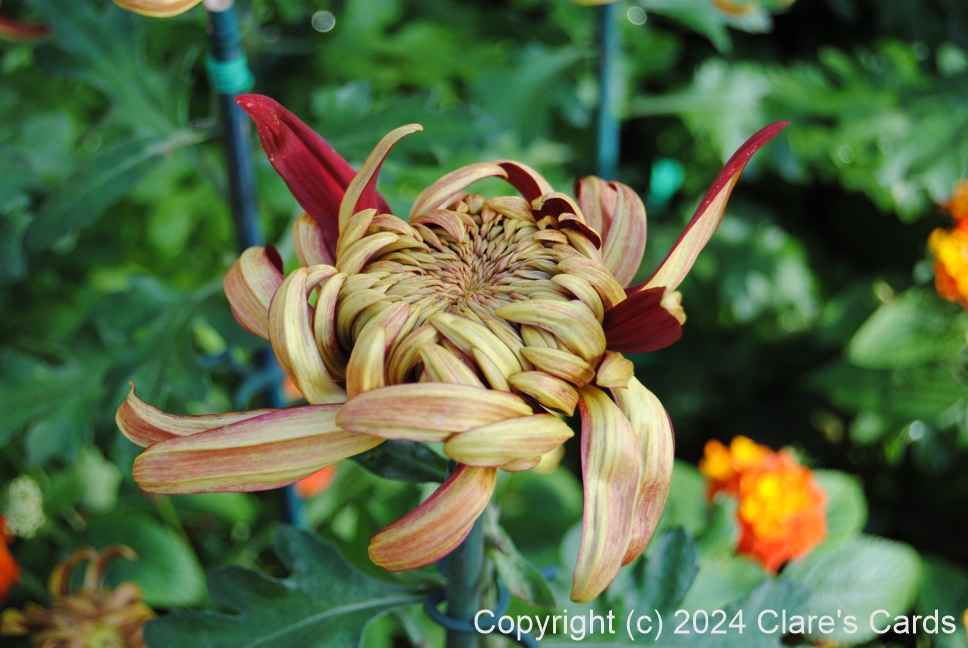 Chrysanthemum