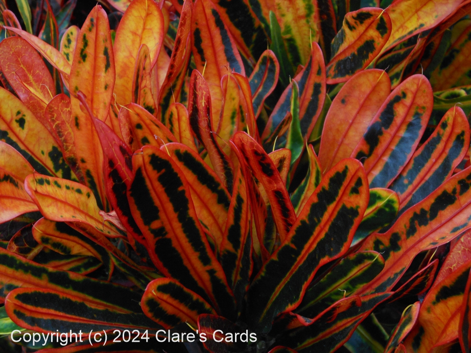 Croton