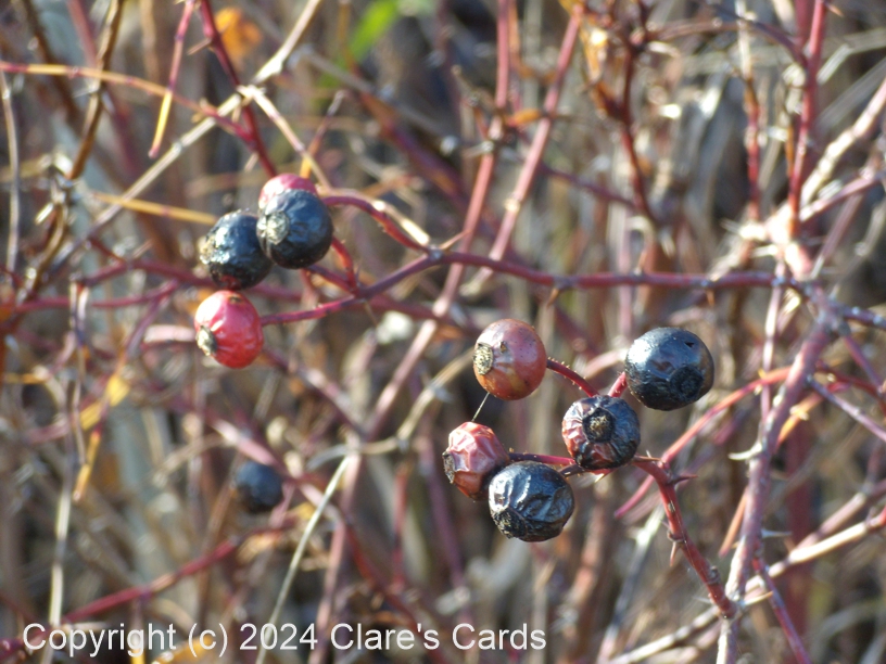 Dogwood Fruits