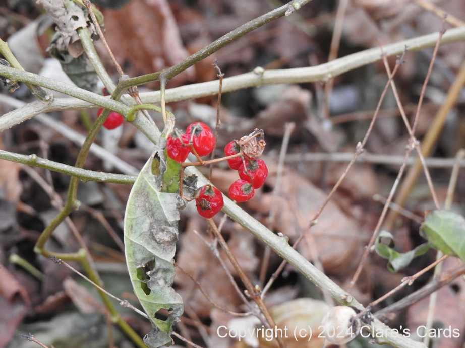 Dried Berries