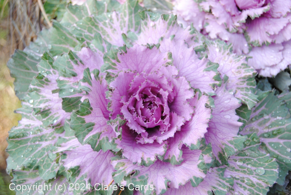 Fancy Cabbage