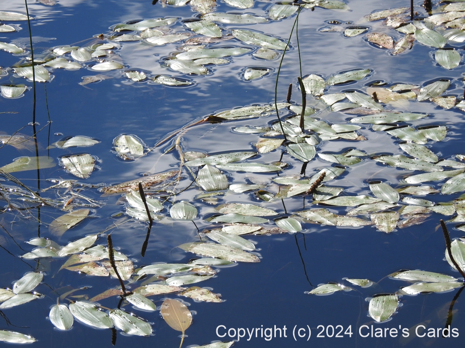 Floating Pondweed