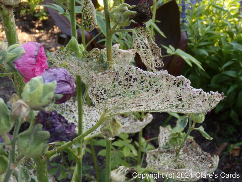 Lacy Leaves