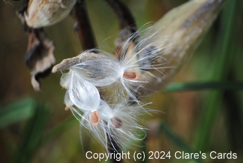 Milkweed