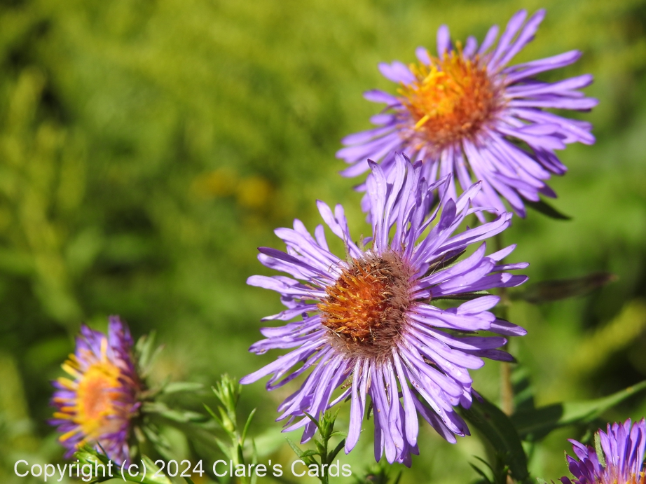 New York Aster