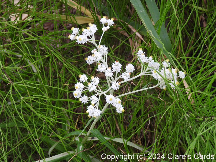 Pearly Everlasting
