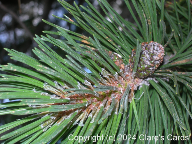Pinecone