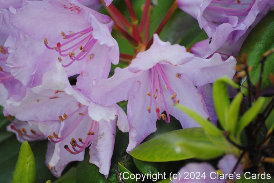 Pink Rhododendron