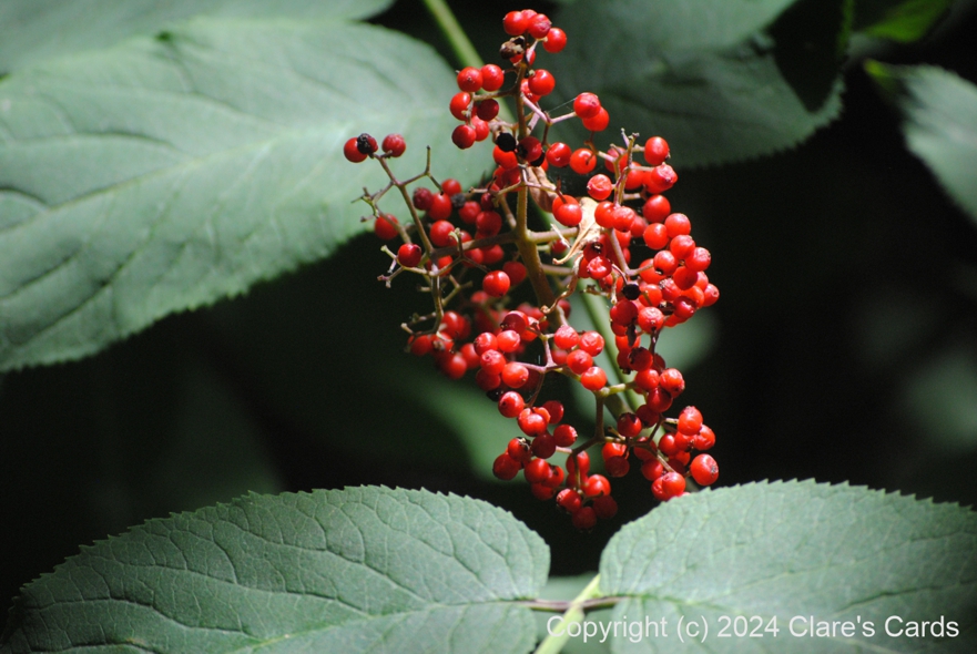 Red-berried Elder