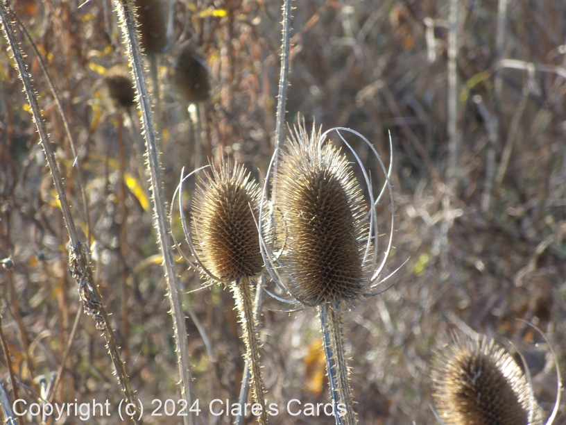 Teasel