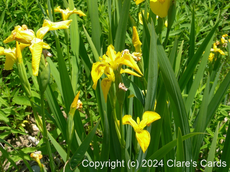Yellow Iris