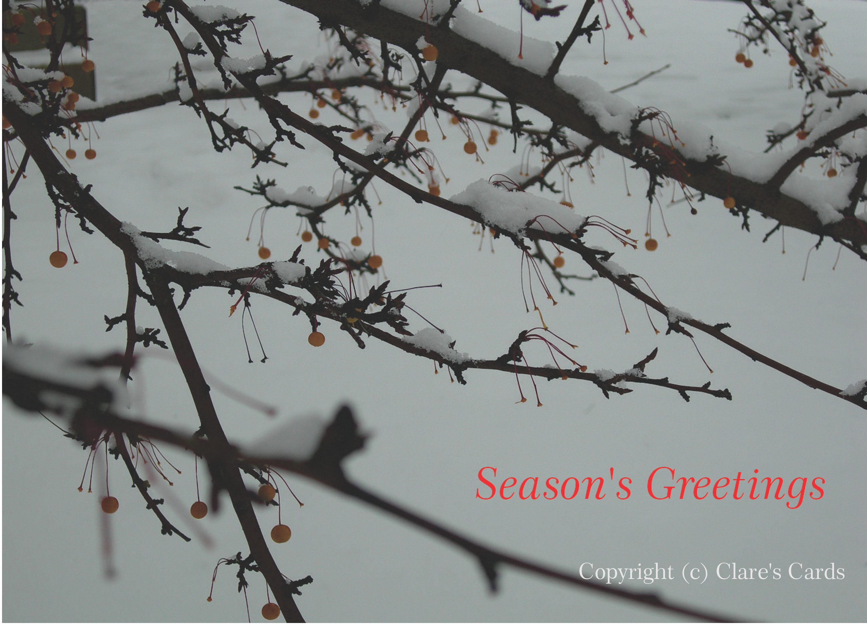 Winter Berries