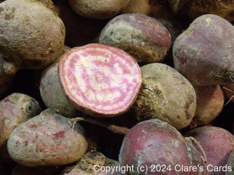 Candycane Beets