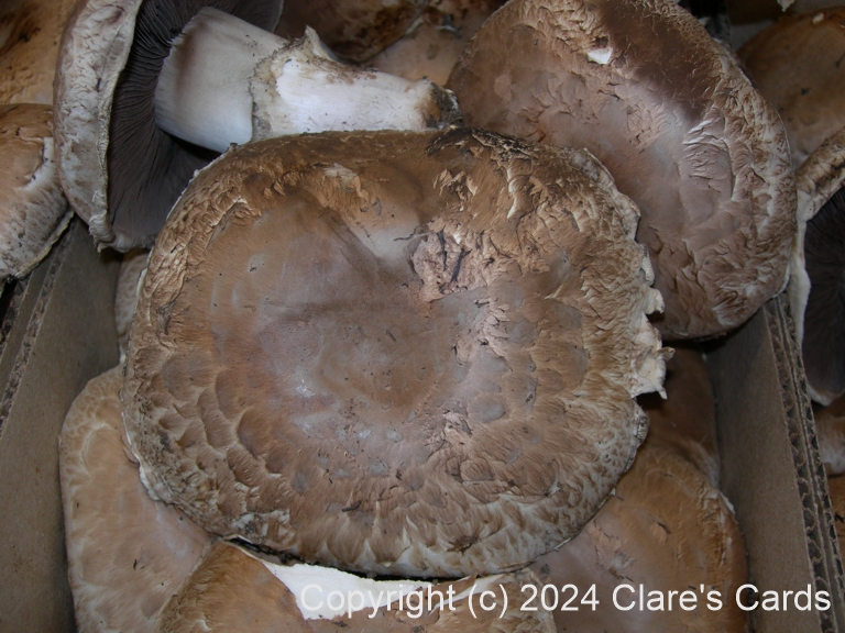 Mushrooms