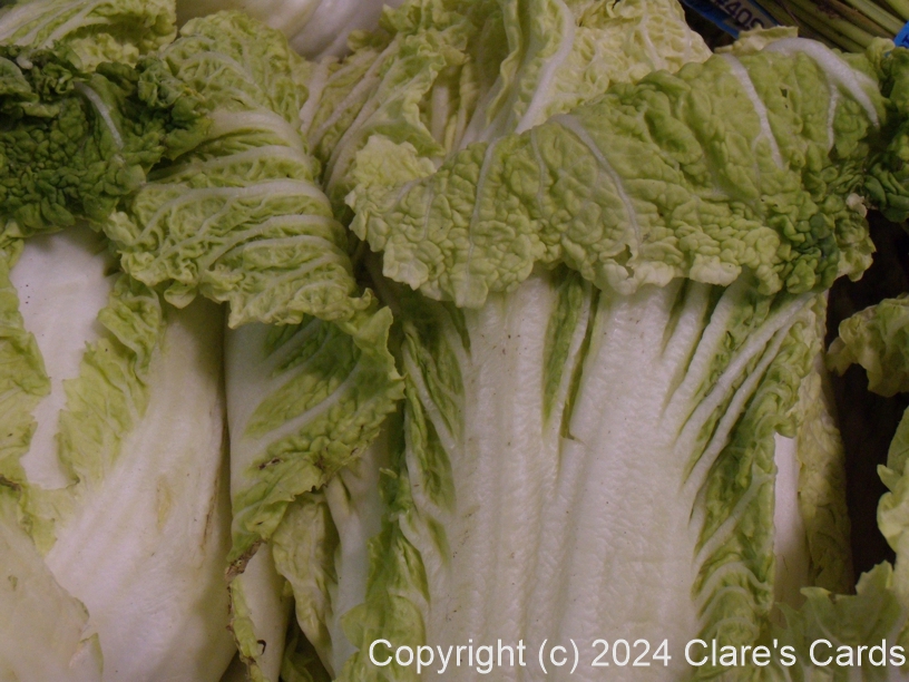 Napa Cabbages