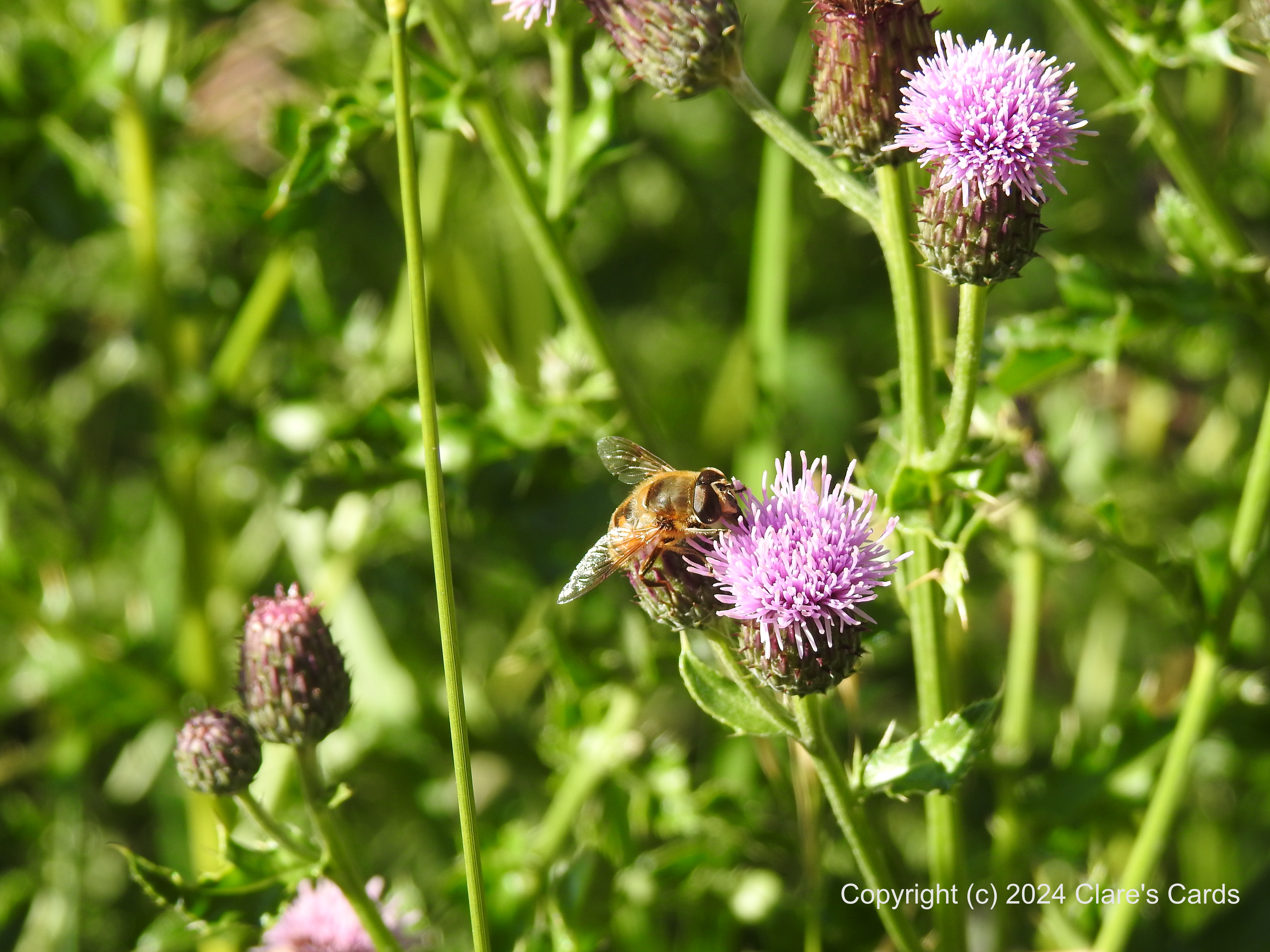 Bee on Canada Thistle