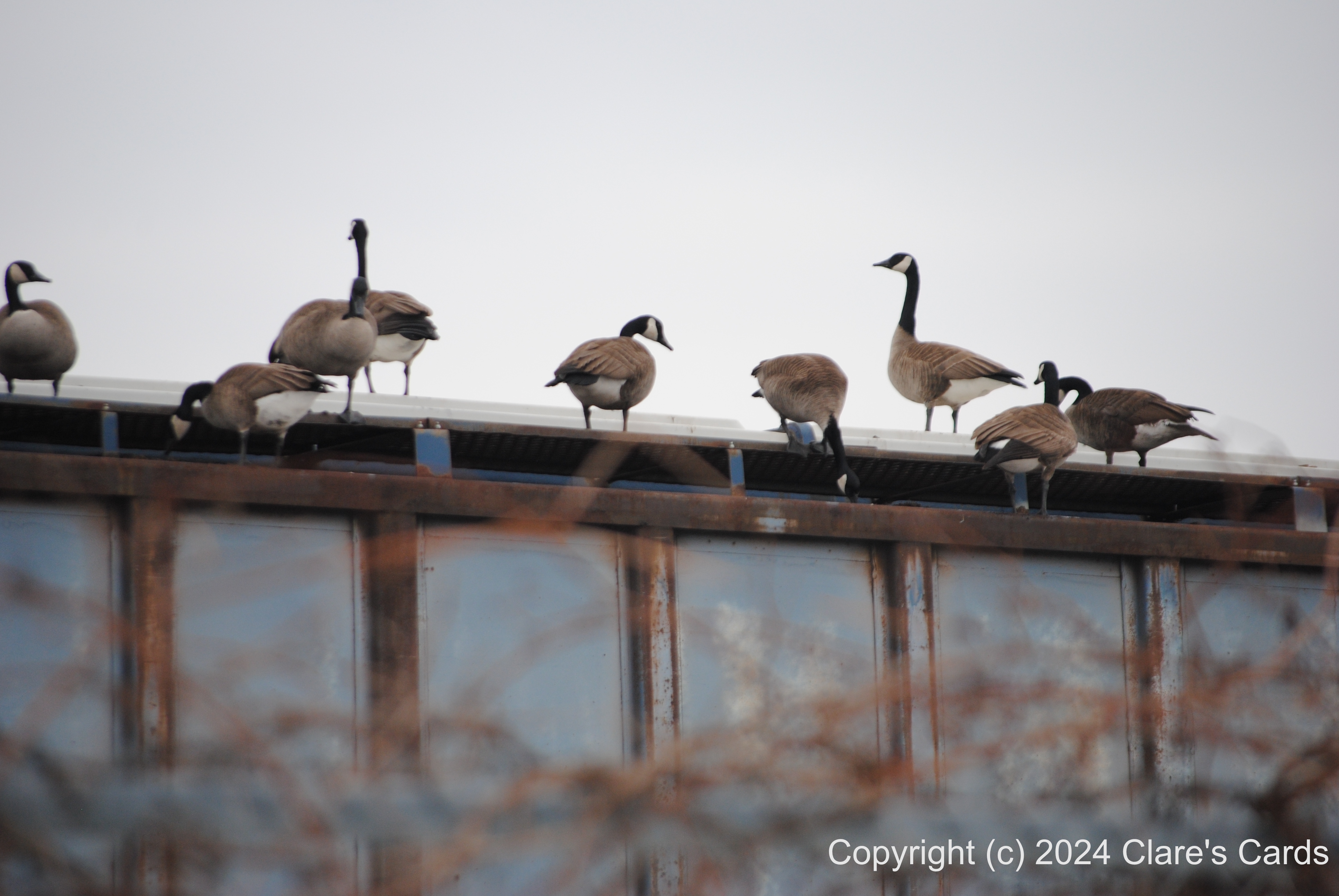 Geese on Roof