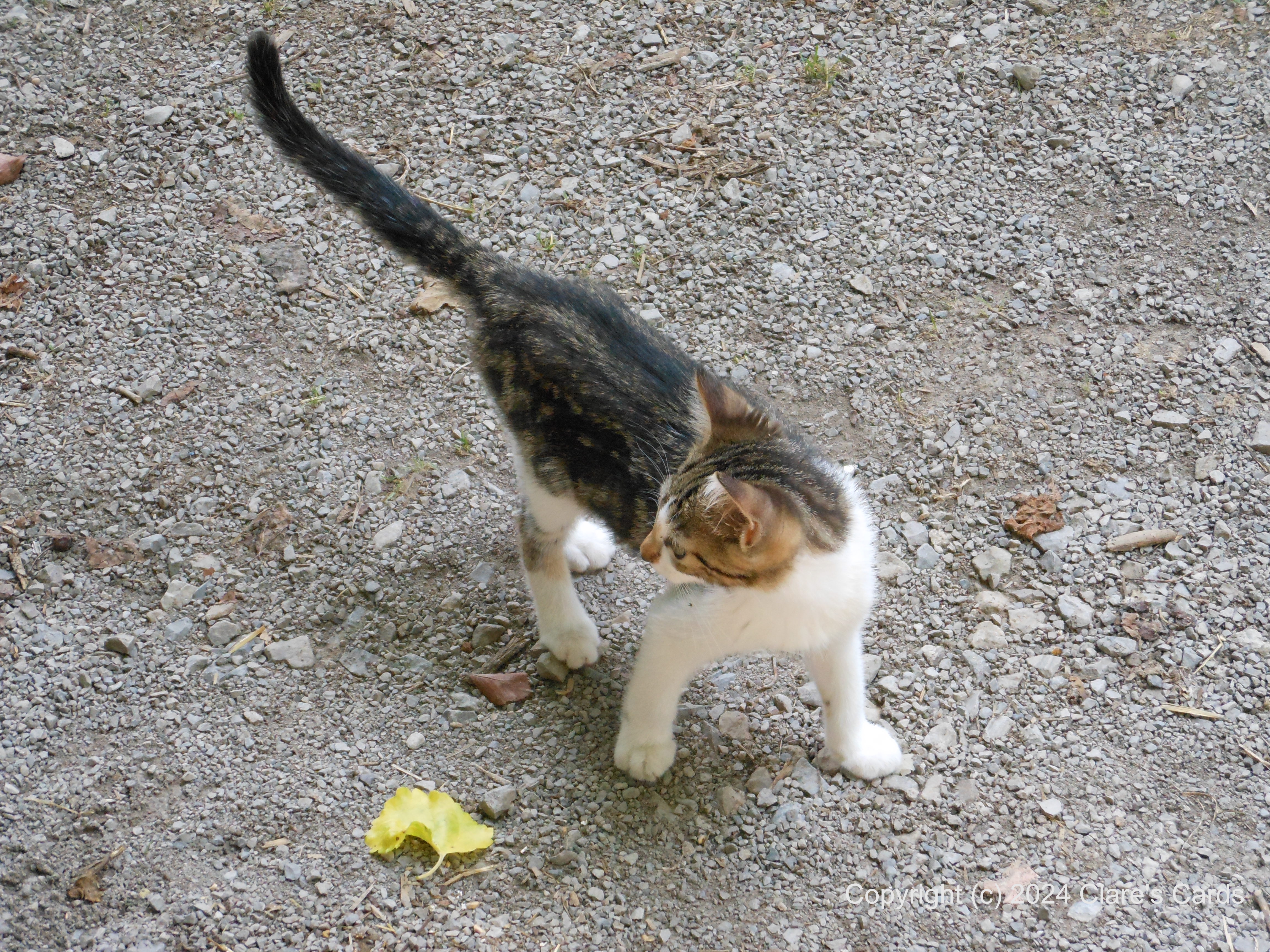 Kitten and Leaf