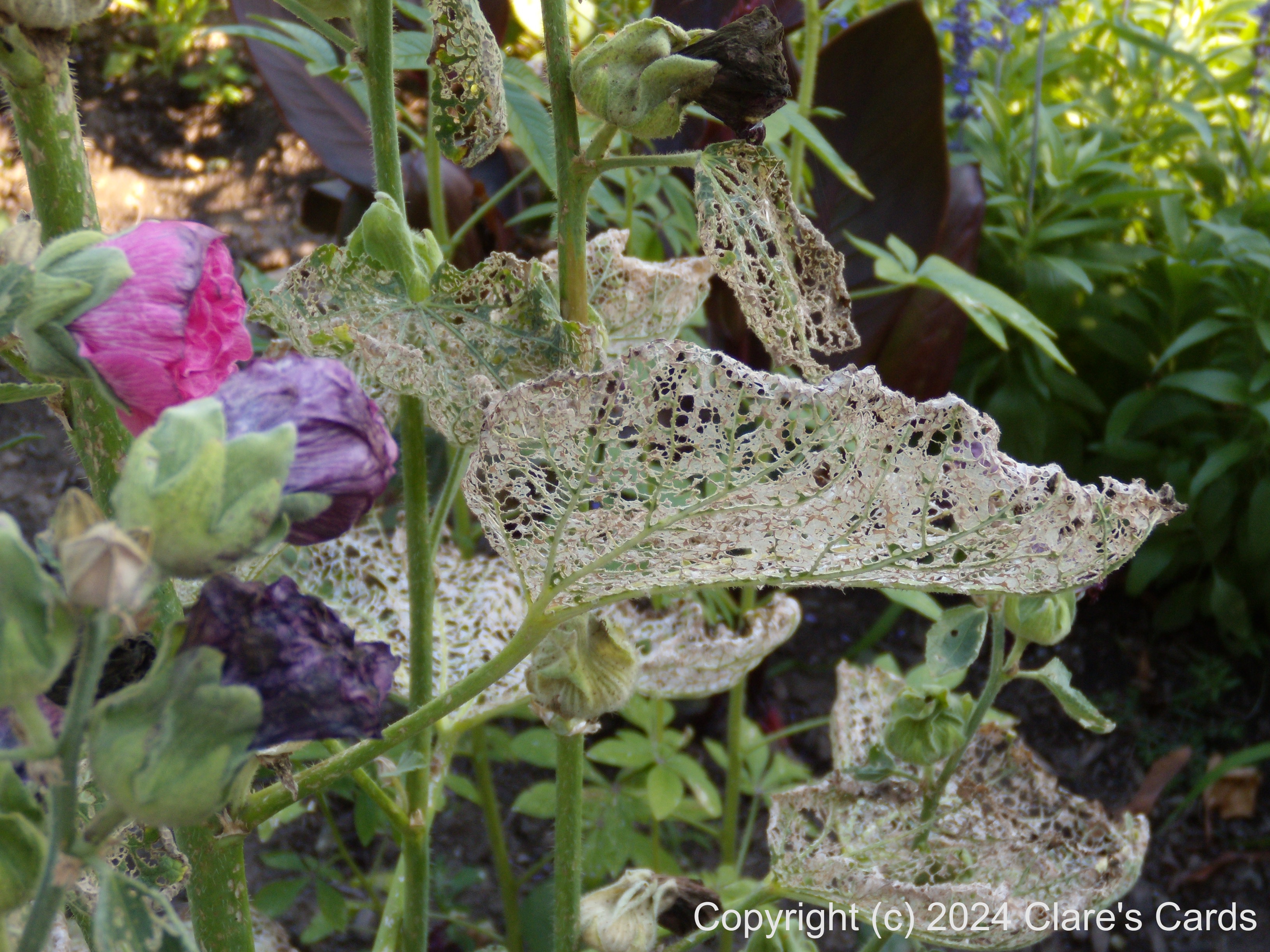 Lacy Leaves