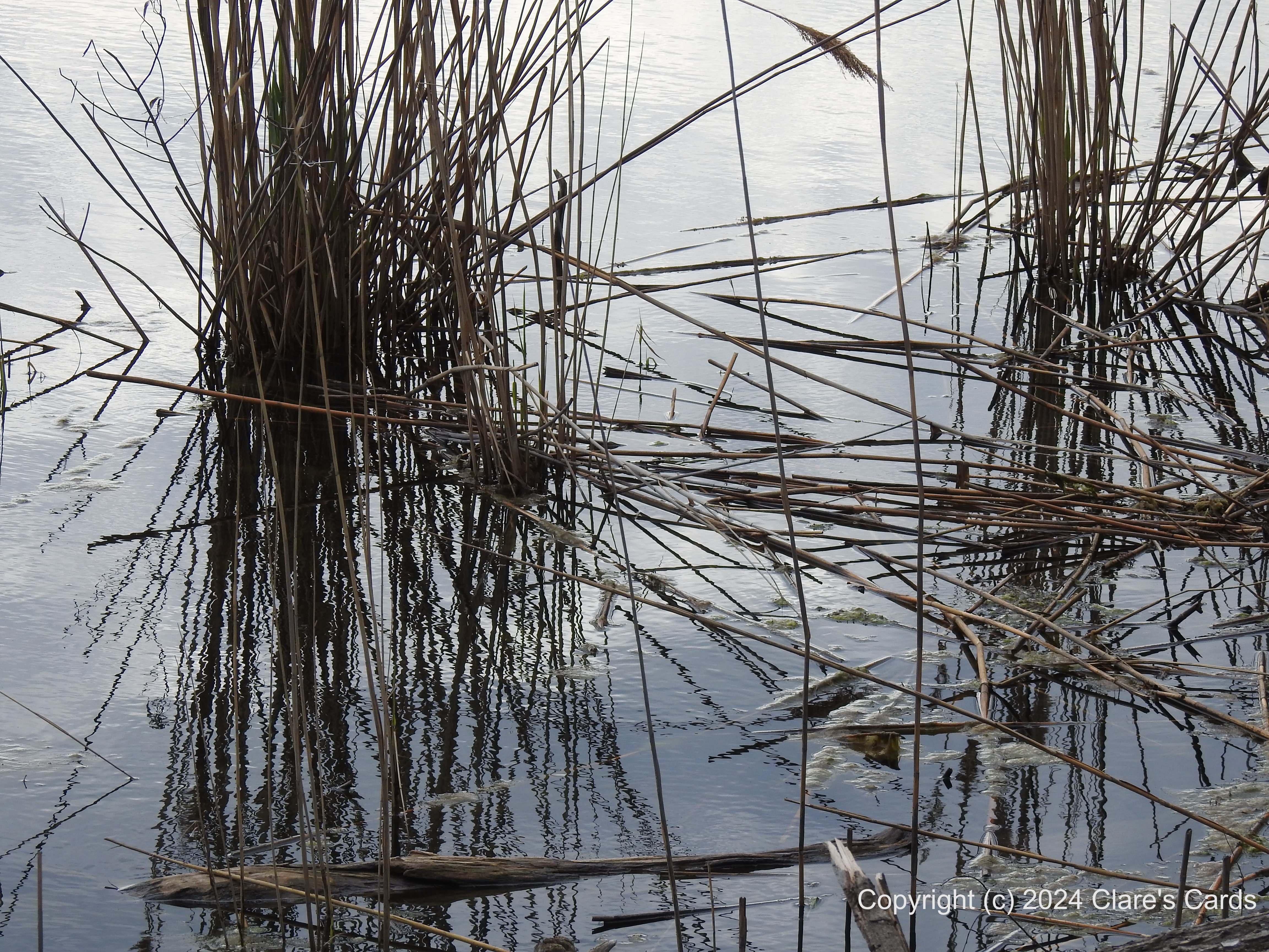 Reflected Reeds, Pelee Island