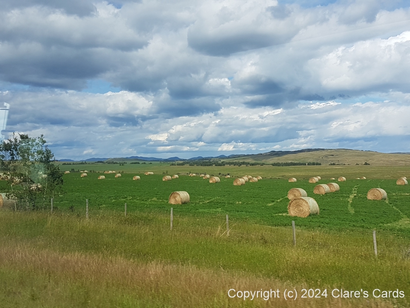 Alberta Fields