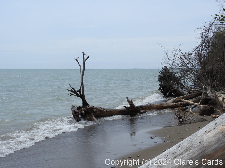 Driftwood, Pelee Island