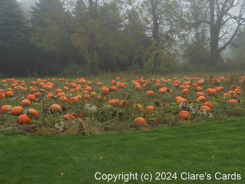 Pumpkins in the Fog