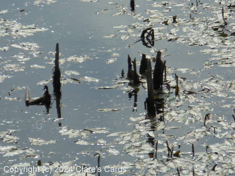 Broken Reflection