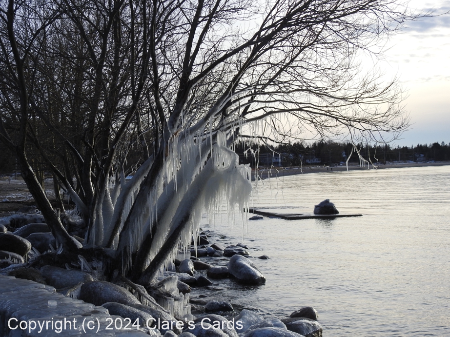 Frozen Tree, Southampton, ON