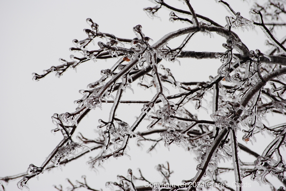 Icy Branches