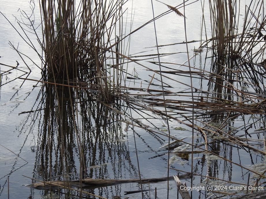 Reflected Reeds, Pelee Island